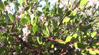 Manzanita  plant tip in 30 sec [upl. by Dnaltruoc]