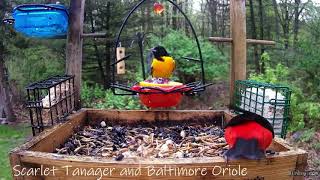 Scarlet Tanager and Baltimore Oriole [upl. by Anyer136]