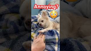 Living With A Chihuahua Be Like chihuahua doglife [upl. by Allemrac977]