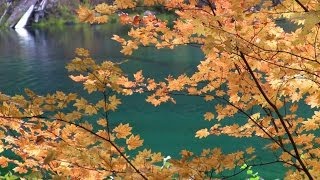 Autumn Color  Previews  Willamette National Forest Oregon Oct 2013 [upl. by Elleret]