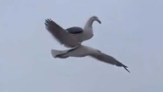 Top 5 Seagull [upl. by Nnaik]