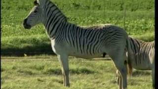 1226 99 Animal Conservation Quagga Recreation in South Africa [upl. by Ferne]