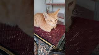 Cati ki apni personal bike🐈🥰catlover catshorts catvideos [upl. by Freud494]