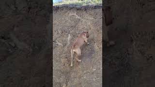 RedboyCottingham American Pitbull Terrier mountain climb in seconds Apbt Tom Garner game dog [upl. by Aissatan]