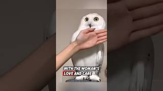 This orphaned Snowy Owl was rescued by a kind woman and raised until it recovered rescue owl [upl. by Jahdiel]