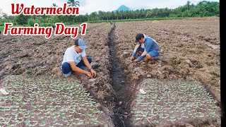 How to Plant Seedless Watermelon Day 1 [upl. by Barvick]