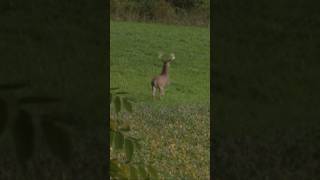 What’s the furthest shot you’ll take on a whitetail deer bowhunting archery shorts [upl. by Yeslek]