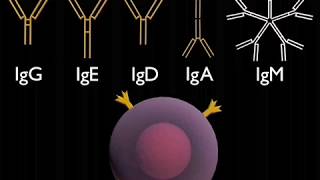 Antibody Classes Animation [upl. by Marcoux130]