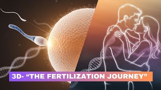 Fertilization 3D animation  What Happens During Fertilization [upl. by Estevan166]