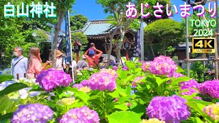 4K【白山神社】あじさいまつり2024 [upl. by Airalav727]