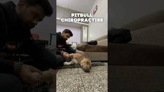 Jo sabki haddi🦴 chatkata hai👹 humne uski chatka di aaj 🤣🥰 amanandbully pitbulldog chiropractic [upl. by Reve519]