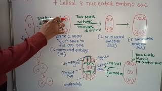 8 nucleated 7 celled embryo sac megaspore mother cell  plant physiology  class 12 NCERT [upl. by Lemor]