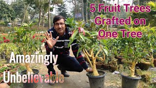 5 Fruit Trees Grafted on One Tree [upl. by Asert]