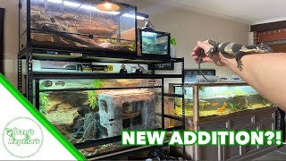 Reptile RoomUpdate April 2024 [upl. by Richara]