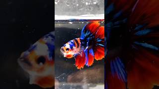 Betta Fish  Halfmoon bettafish bettabreeding shorts fish [upl. by Rokach274]