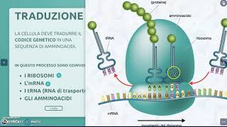 Biologia Molecolare La traduzione [upl. by Ikik]