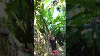 আপনার এলাকায় এই কলার নাম কী banana farmer farmerlife agriculture bananatree cuttingfruit [upl. by Lednor]