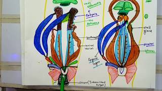 Female Urinogenital System Of Scoliodon [upl. by Reginauld]