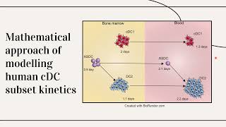 The lifespan amp kinetics of human Dendritic Cell subsets amp their precursors in health amp inflammation [upl. by Ynhoj]