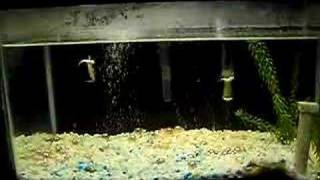 Needlefish Eats quotRosyRedquot Feeder Fish [upl. by Htrag]