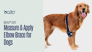 How To Measure and Apply a Single Elbow Brace on Dog [upl. by Namyac195]