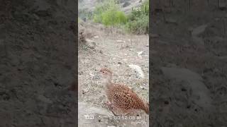 teetar dakni awaz Irani teetarawaaz birdslover entertainment shorts video Rajwalibirds [upl. by Animahs581]