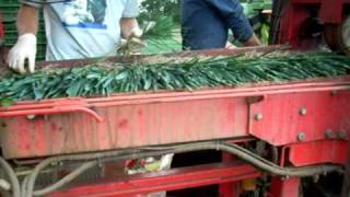 Lifting Hybrid Leek Plants Netherlands [upl. by Anoyi]