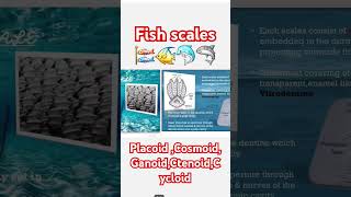 FISH SCALES PLACOID SCALE COSMOID GANOID CTENOID CYCLOID chordata biology bsc msc [upl. by Ellehcan]