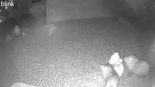 Javelinas 🐗🐗 Cactus 🌵 Snacking [upl. by Daniel38]