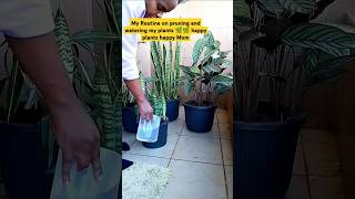 My Routine on PRUNING and WATERING My Plantsplantsplantcaretipsplanthomeplantlovershorts [upl. by Vasos]