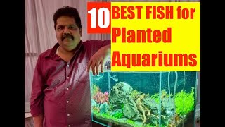 TOP 10 Fish for Planted Aquarium  Best fish for planted tank  Top 10 Aquarium Fish For Beginners [upl. by Haniraz]