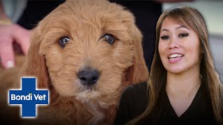 Dr Audrey Gives Adorable Groodle Puppy its First Health Check  Bondi Vet [upl. by Ecnatsnok99]