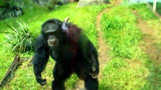 chimp gone mad [upl. by Mary]