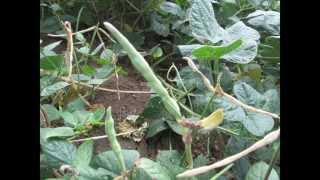 Cowpea diversity [upl. by Galloway]