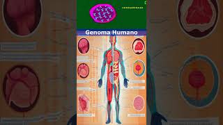 🧬Genoma Humano🧬 [upl. by Ranzini]