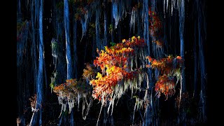 Caddo Lake Photography by Charles Lai [upl. by Enoj]