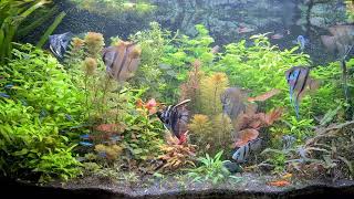 Juwel Vision 450 Planted Aquarium [upl. by Ailehs558]