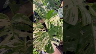 Beautiful ornamental hose plants monstera philodendron anthurium alocasia aroids subscribe [upl. by Nnainot412]