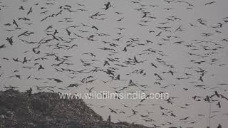 Slow motion flight Tens of thousands of raptor birds in Delhis skies over scavenging garbage dump [upl. by Breech]