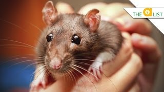 5 Fascinating Facts About Rats [upl. by Fredek]