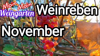 Weinrebe November letzte Trauben Vorbereitung für Veredelung Stecklinge Rückschnitt [upl. by Eelanaj202]