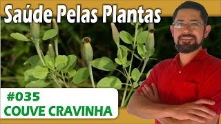 Saúde Pelas Plantas  Couve cravinha antiinflamatório analgésico contusão dores musculares [upl. by Ardeed]