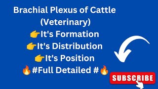 Brachial Plexus of Cattle  Forelimb Nerve Supply of Ox  Veterinary Neurology [upl. by Enois]