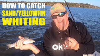 How to Catch Sand  Yellowfin Whiting with Paul Chew [upl. by Idou]