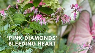 Pink Diamonds Bleeding Hearts Dicentra [upl. by Furlani]