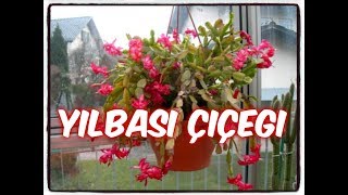 YILBAŞI KAKTÜSÜ BAKIMI NASIL YAPILIRHow to care Christmas Cactus  ZYGOCACTUS [upl. by Aydiv]