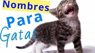 Mira nombres para gatas bonitos [upl. by Mechelle488]