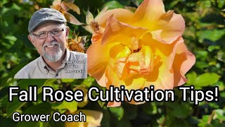 Fall rose care tips How to prepare roses for winter [upl. by Stroup]