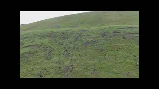 The Yorkshire Dales Ferreting with no nets on steep slopes with a lot of holes [upl. by Oirevlis]