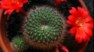 Rebutia minuscula  Testing Time Lapse [upl. by Recor]